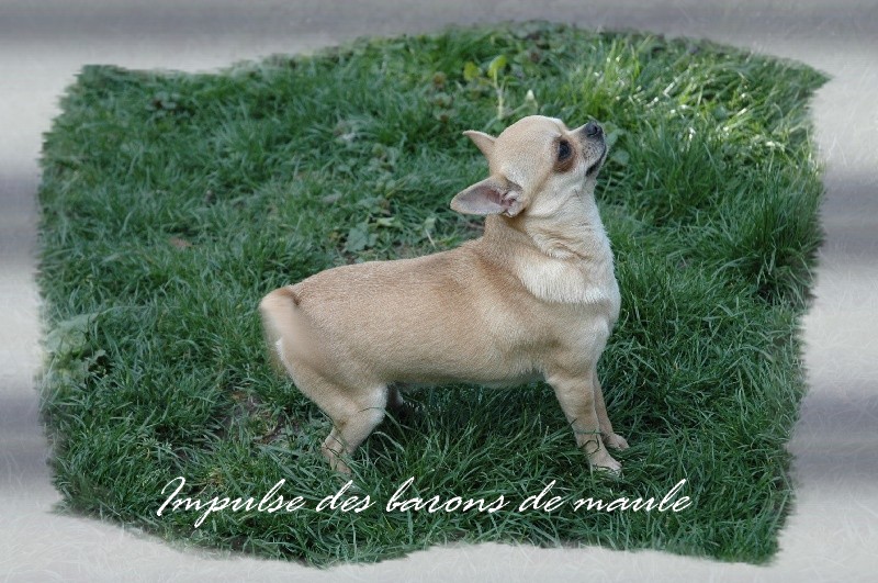 Impulse Des Barons De Maule